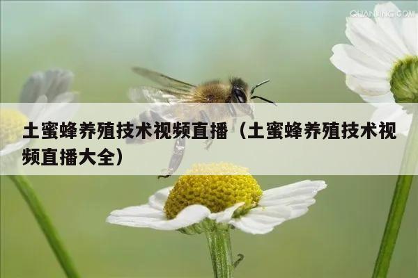 土蜜蜂养殖技术视频直播（土蜜蜂养殖技术视频直播大全）