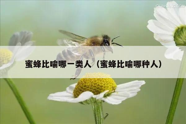 蜜蜂比喻哪一类人（蜜蜂比喻哪种人）