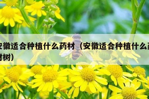 安徽适合种植什么药材（安徽适合种植什么药材树）