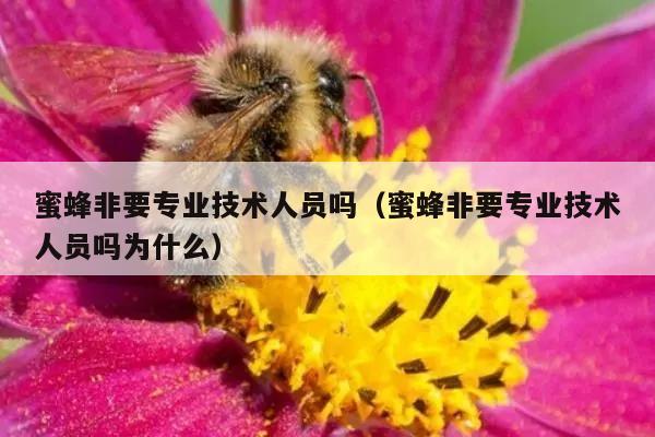 蜜蜂非要专业技术人员吗（蜜蜂非要专业技术人员吗为什么）