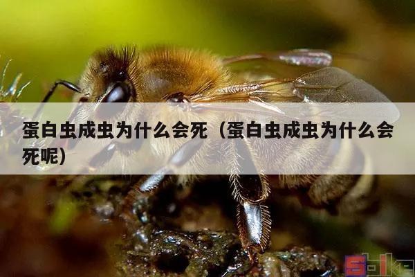 蛋白虫成虫为什么会死（蛋白虫成虫为什么会死呢）