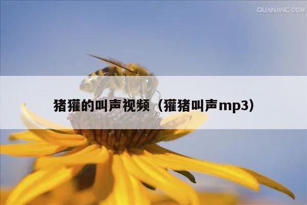 猪獾的叫声视频（獾猪叫声mp3）