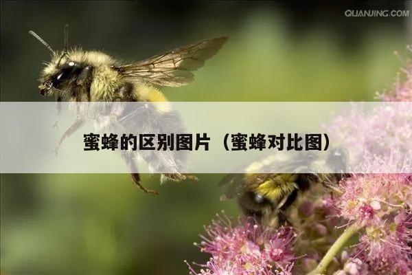 蜜蜂的区别图片（蜜蜂对比图）