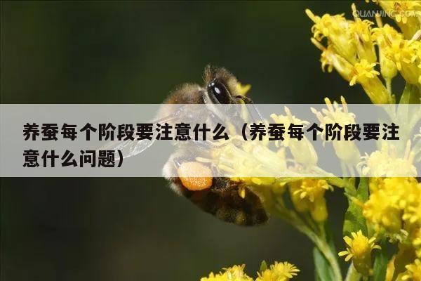 养蚕每个阶段要注意什么（养蚕每个阶段要注意什么问题）