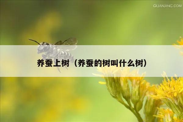 养蚕上树（养蚕的树叫什么树）