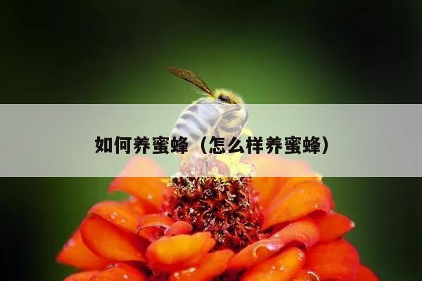 如何养蜜蜂（怎么样养蜜蜂）