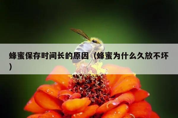 蜂蜜保存时间长的原因（蜂蜜为什么久放不坏）