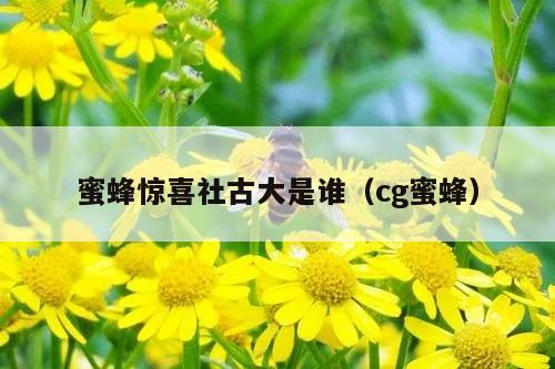 蜜蜂惊喜社古大是谁（cg蜜蜂）