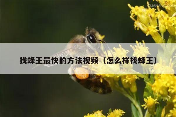 找蜂王最快的方法视频（怎么样找蜂王）