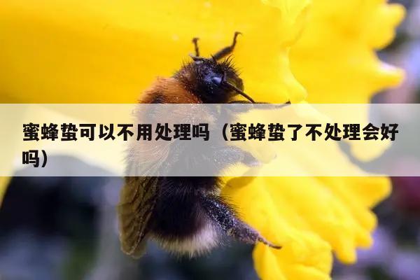 蜜蜂蛰可以不用处理吗（蜜蜂蛰了不处理会好吗）