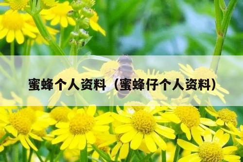 蜜蜂个人资料（蜜蜂仔个人资料）