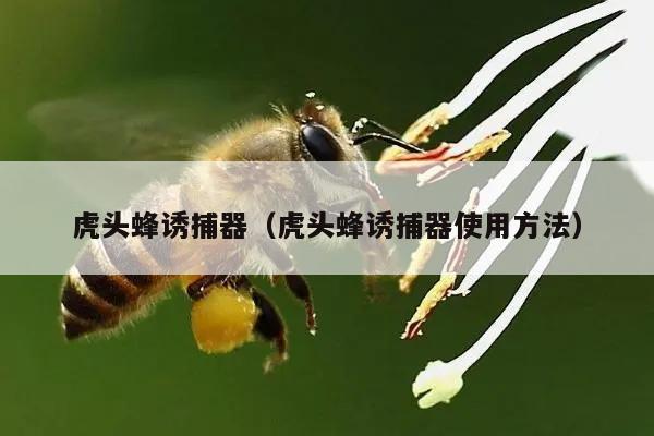 虎头蜂诱捕器（虎头蜂诱捕器使用方法）