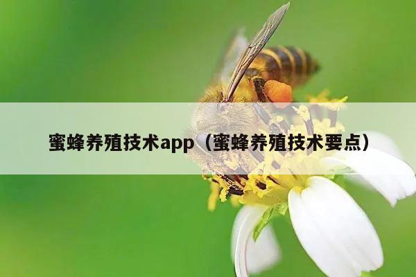 蜜蜂养殖技术app（蜜蜂养殖技术要点）