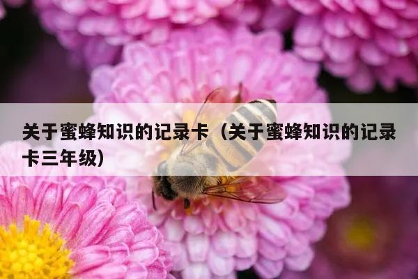 关于蜜蜂知识的记录卡（关于蜜蜂知识的记录卡三年级）