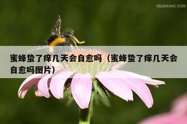 蜜蜂蛰了痒几天会自愈吗（蜜蜂蛰了痒几天会自愈吗图片）