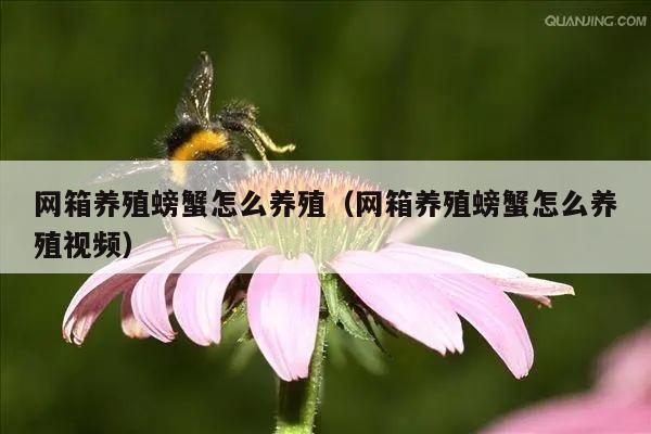 网箱养殖螃蟹怎么养殖（网箱养殖螃蟹怎么养殖视频）