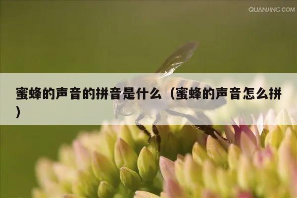 蜜蜂的声音的拼音是什么（蜜蜂的声音怎么拼）