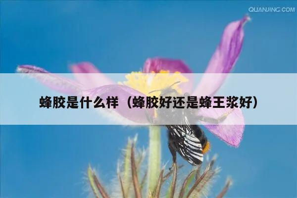 蜂胶是什么样（蜂胶好还是蜂王浆好）