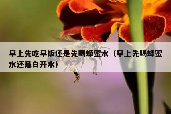 早上先吃早饭还是先喝蜂蜜水（早上先喝蜂蜜水还是白开水）