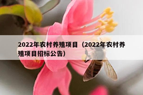 2022年农村养殖项目（2022年农村养殖项目招标公告）