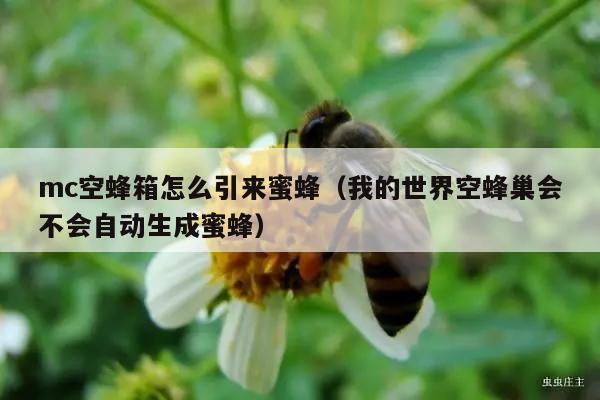 mc空蜂箱怎么引来蜜蜂（我的世界空蜂巢会不会自动生成蜜蜂）