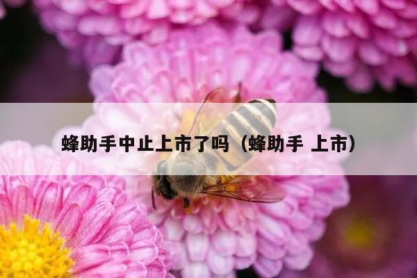 蜂助手中止上市了吗（蜂助手 上市）