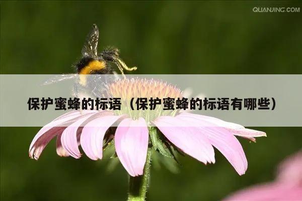 保护蜜蜂的标语（保护蜜蜂的标语有哪些）