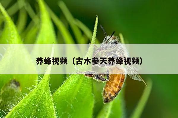 养蜂视频（古木参天养蜂视频）