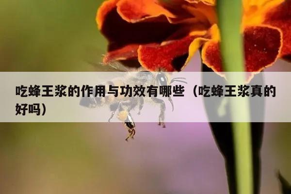 吃蜂王浆的作用与功效有哪些（吃蜂王浆真的好吗）