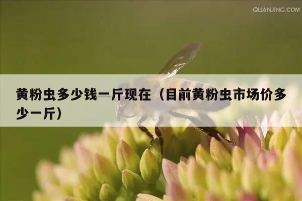 黄粉虫多少钱一斤现在（目前黄粉虫市场价多少一斤）