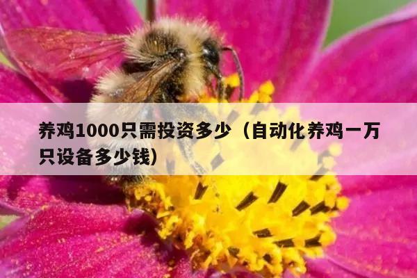 养鸡1000只需投资多少（自动化养鸡一万只设备多少钱）