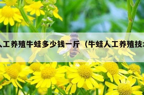 人工养殖牛蛙多少钱一斤（牛蛙人工养殖技术）