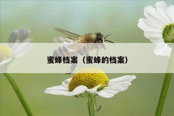 蜜蜂档案（蜜蜂的档案）