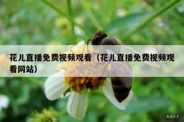 花儿直播免费视频观看（花儿直播免费视频观看网站）