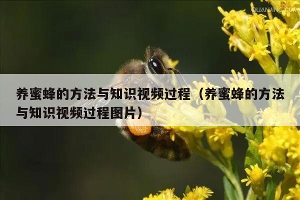 养蜜蜂的方法与知识视频过程（养蜜蜂的方法与知识视频过程图片）