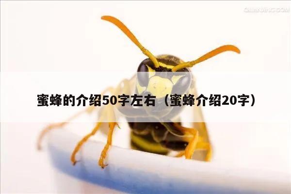 蜜蜂的介绍50字左右（蜜蜂介绍20字）