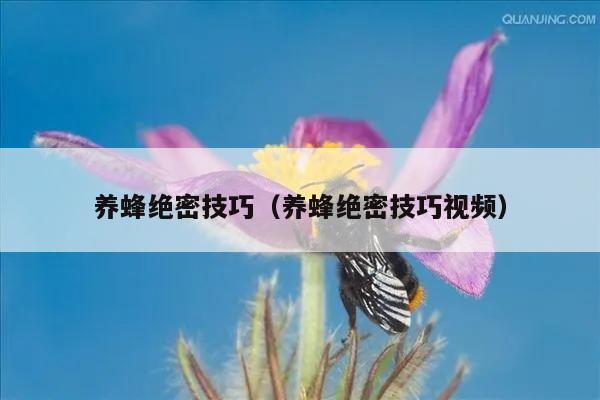 养蜂绝密技巧（养蜂绝密技巧视频）