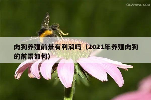 肉狗养殖前景有利润吗（2021年养殖肉狗的前景如何）