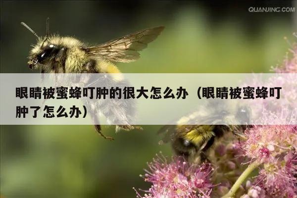 眼睛被蜜蜂叮肿的很大怎么办（眼睛被蜜蜂叮肿了怎么办）