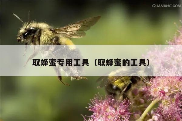 取蜂蜜专用工具（取蜂蜜的工具）