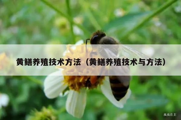 黄鳝养殖技术方法（黄鳝养殖技术与方法）