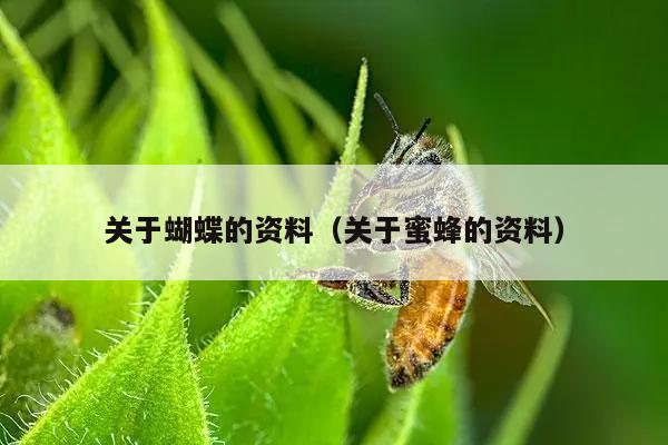 关于蝴蝶的资料（关于蜜蜂的资料）