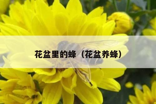 花盆里的蜂（花盆养蜂）