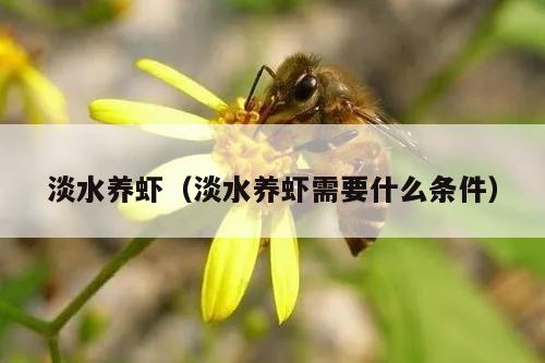 淡水养虾（淡水养虾需要什么条件）