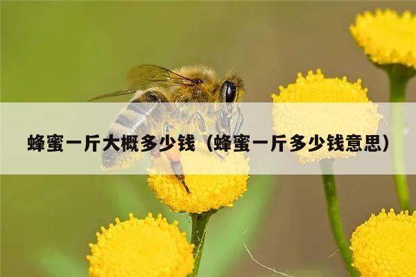 蜂蜜一斤大概多少钱（蜂蜜一斤多少钱意思）