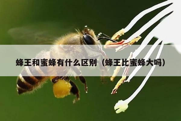 蜂王和蜜蜂有什么区别（蜂王比蜜蜂大吗）