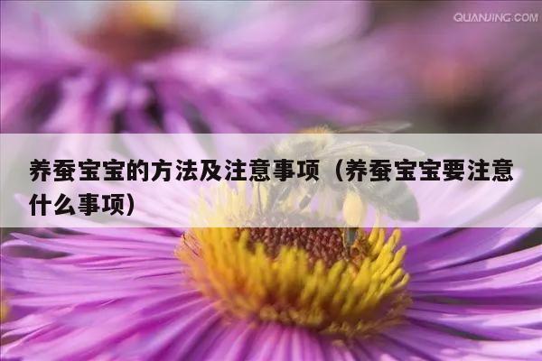 养蚕宝宝的方法及注意事项（养蚕宝宝要注意什么事项）