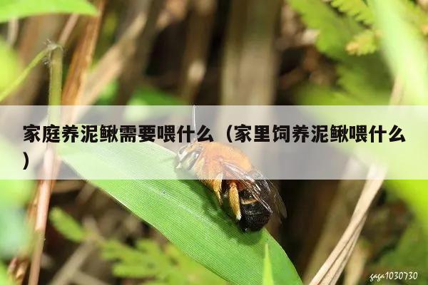 家庭养泥鳅需要喂什么（家里饲养泥鳅喂什么）