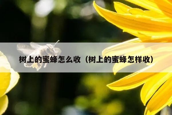 树上的蜜蜂怎么收（树上的蜜蜂怎样收）