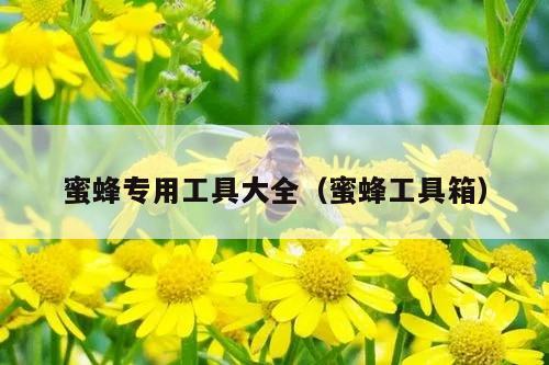 蜜蜂专用工具大全（蜜蜂工具箱）